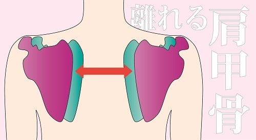 肩甲骨の絵図